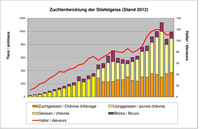 Zuchtentwicklung Stiefelgeiss
